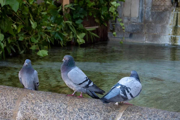 鎮魂の主広場の噴水の鳩 — ストック写真