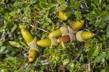 Bir demet yeşil ve olgun meşe palamudu
