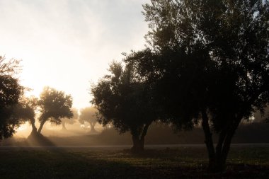 Akdeniz zeytinliği, gün doğumunda sisli arka plan.