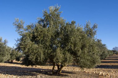 İspanya 'nın Akdeniz zeytinliğinde yüzyıllık zeytin ağacı