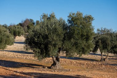 İspanya 'nın Akdeniz zeytinliğinde yüzyıllık zeytin ağacı