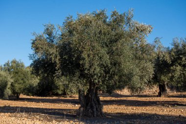 İspanya 'nın Akdeniz zeytinliğinde yüzyıllık zeytin ağacı
