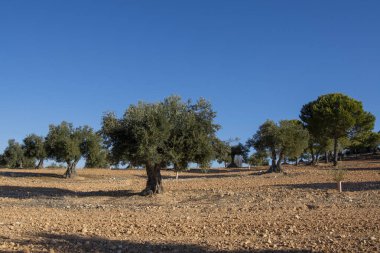 İspanya 'nın Akdeniz zeytinliğinde yüzyıllık zeytin ağacı