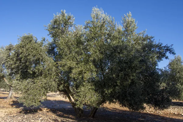 Honderdjarige Olijfboom Mediterrane Olijfgaard Spanje — Stockfoto