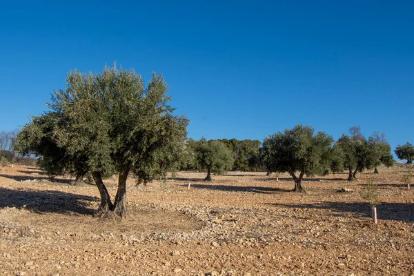 Százéves Olajfa Mediterrán Olajfaligetben Spanyolországban — Stock Fotó