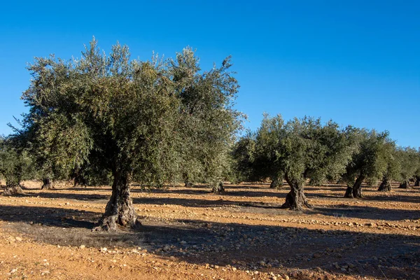 Honderdjarige Olijfboom Mediterrane Olijfgaard Spanje — Stockfoto