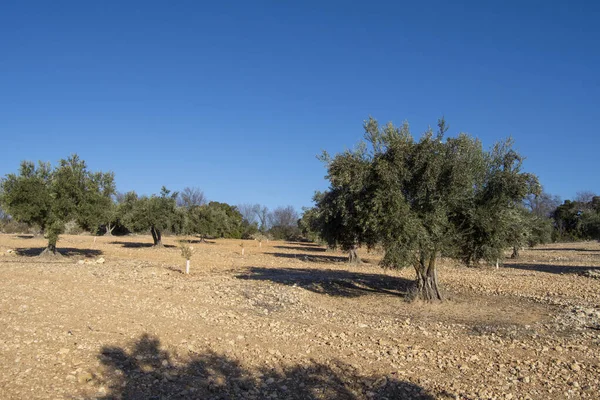 Stuletnie Drzewo Oliwne Śródziemnomorskim Gaju Oliwnym Hiszpanii — Zdjęcie stockowe