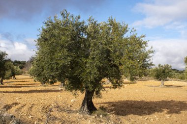 İspanya 'nın Akdeniz zeytinliğinde yüzyıllık zeytin ağacı