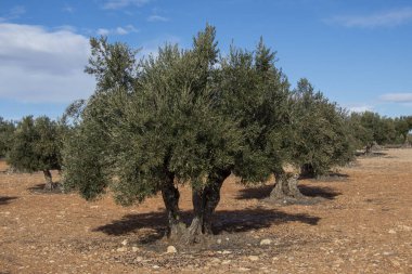 İspanya 'nın Akdeniz zeytinliğinde yüzyıllık zeytin ağacı