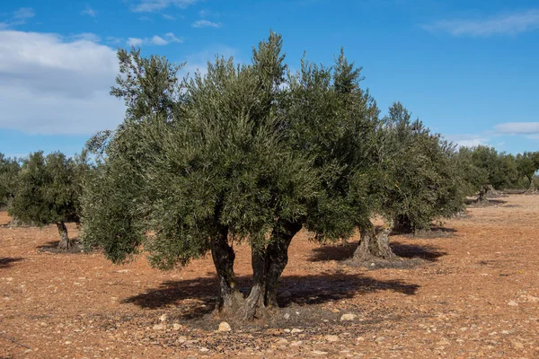 Honderdjarige Olijfboom Mediterrane Olijfgaard Spanje — Stockfoto