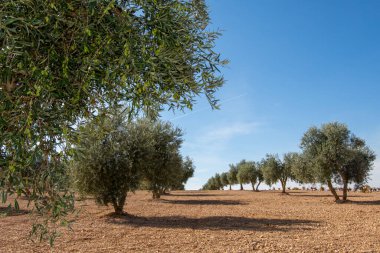 İspanya 'nın Akdeniz zeytinliğinde yüzyıllık zeytin ağacı