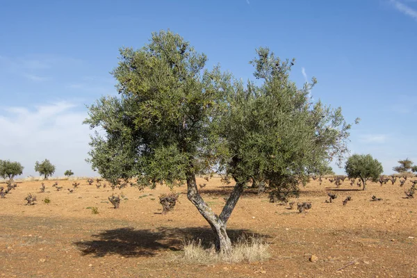 Honderdjarige Olijfboom Mediterrane Olijfgaard Spanje — Stockfoto