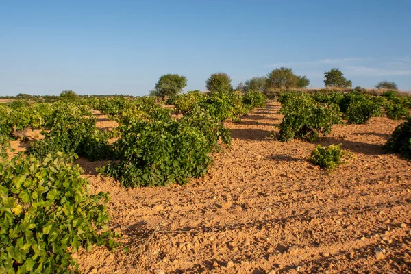 Vinha Mediterrânica Verão Com Uvas Amadurecer Espanha — Fotografia de Stock