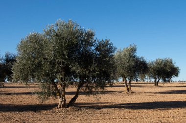 İspanya 'nın Akdeniz zeytinliğinde yüzyıllık zeytin ağacı