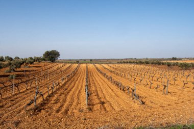 Uzun beyaz üzümlü Akdeniz üzüm bağları
