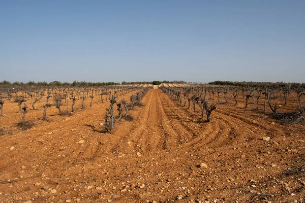 Vinha Mediterrânica Com Vinhas Uva Branca Alta — Fotografia de Stock