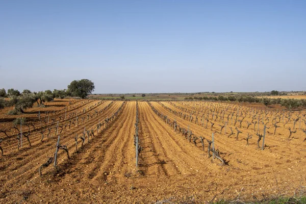 Vinha Mediterrânica Com Vinhas Uva Branca Alta — Fotografia de Stock