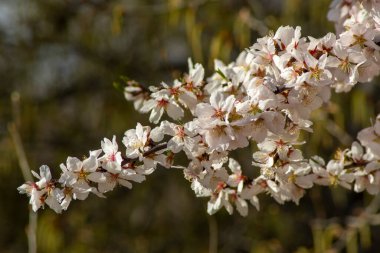 Şubat 'ta badem çiçeği buketleri