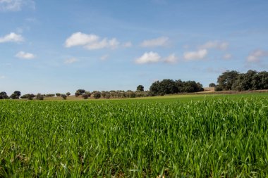 Kışın yeşil arpa yetiştirme arazisi