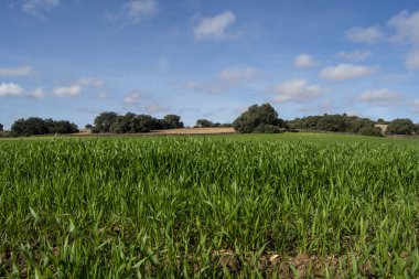 Kışın yeşil arpa yetiştirme arazisi
