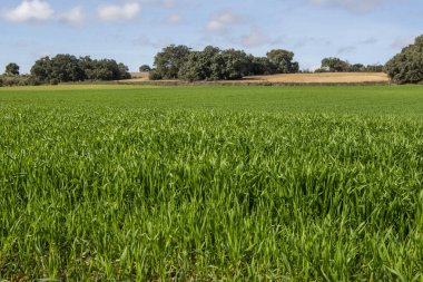 Kışın yeşil arpa yetiştirme arazisi