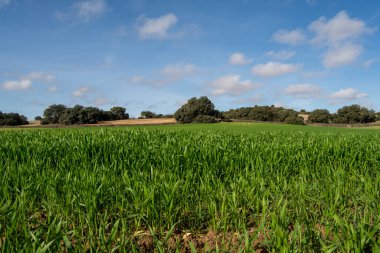 Kışın yeşil arpa yetiştirme arazisi