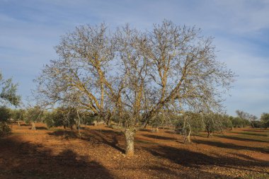 Kışın yapraksız incir ağacı.