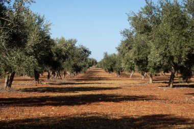 İspanya 'da Akdeniz zeytinliği ekstra bakire zeytinyağı kaynağı