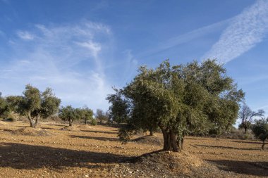 İspanya 'da Akdeniz zeytinliği ekstra bakire zeytinyağı kaynağı
