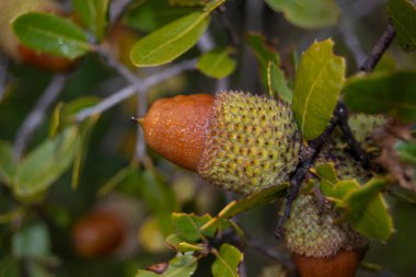 Leylek çifti yuvada