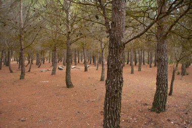 Madrid Topluluğunda Akdeniz çam ormanı
