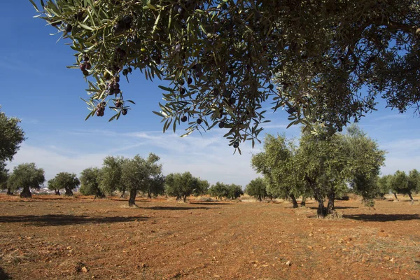 Mediterranean olive grove with aligned olive trees