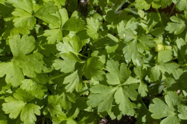 Bahçede yeşil üç yaprak yoncası