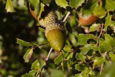 Akdeniz meşesinde sonbaharda olgunlaşan meşe ağacı