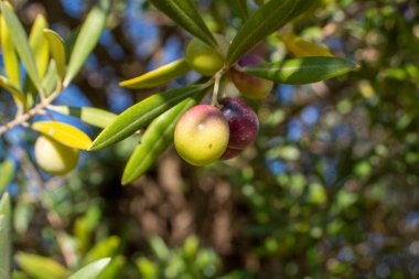 Taze zeytinli zeytin dalı. Hasat için hazır.