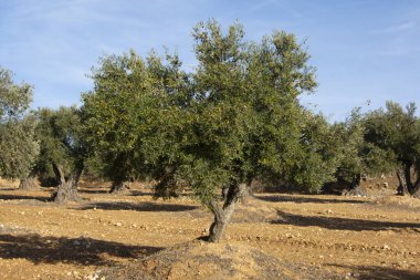İspanya 'da Akdeniz zeytinliği ekstra bakire zeytinyağı kaynağı