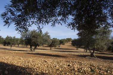 İspanya 'da Akdeniz zeytinliği ekstra bakire zeytinyağı kaynağı
