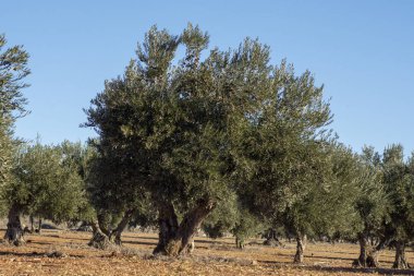 100. yıl Akdeniz zeytinliğinde zeytin ağacı