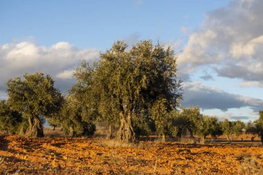 Akdeniz zeytinliği zeytinyağı kaynağı