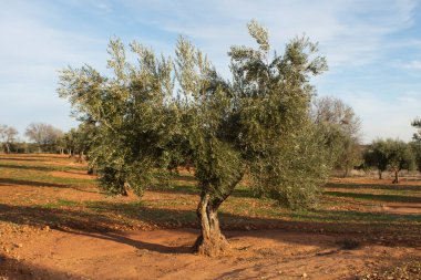 Akdeniz zeytinliği zeytinyağı kaynağı