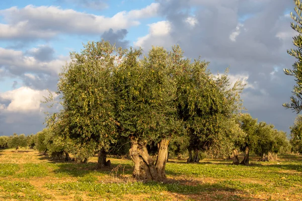 Akdeniz zeytinliği zeytinyağı kaynağı