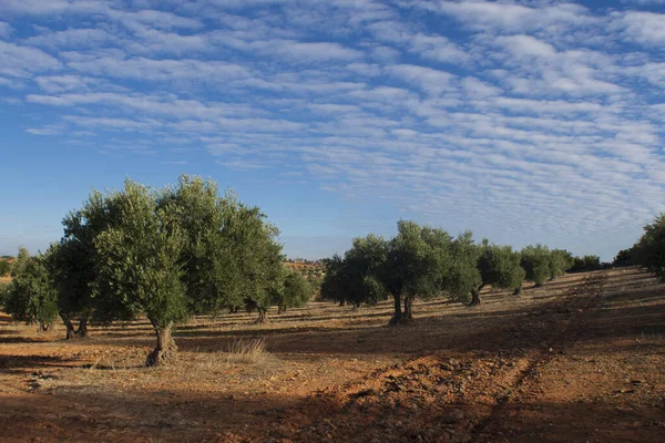 Spanish olive grove with centenary olive trees source of extra virgin olive oil