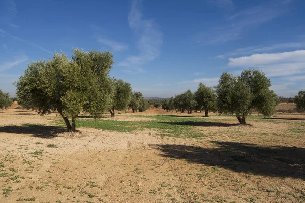View, landscape of Spanish olive grove with lines of olive trees for extra virgin olive oil