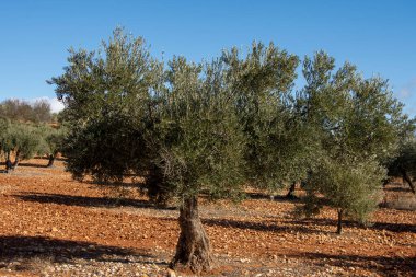 Akdeniz zeytinliği zeytinyağı kaynağı