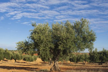 Sonbaharda gün doğumunda İspanyol zeytinliği