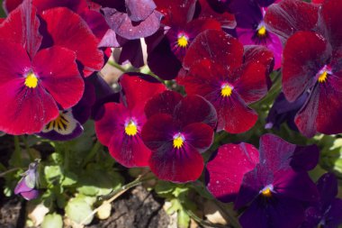 Baharda açan kırmızı hanım evlatları