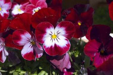 Baharda açan kırmızı hanım evlatları