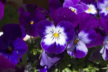 Baharda açan mavi hanım evlatları 