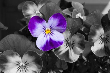 Baharda açan mavi hanım evlatları 