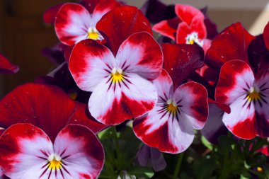 Baharda açan kırmızı hanım evlatları